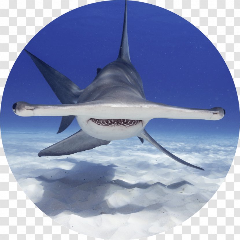 Shark Stock Photography Getty Images - Aerospace Engineering Transparent PNG