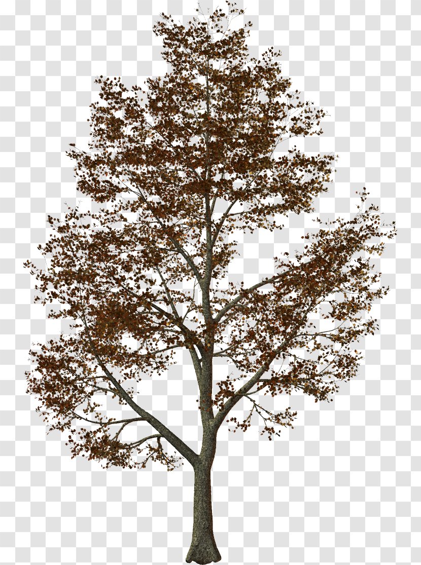 Stone Pine Tree Light Oak - Family Transparent PNG