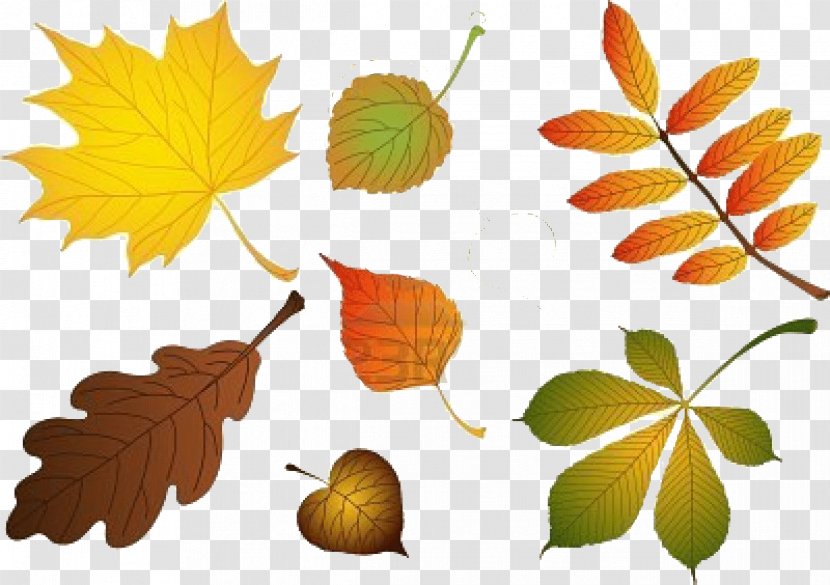 Leaf Birch - Information - Autumn Leaves Transparent PNG