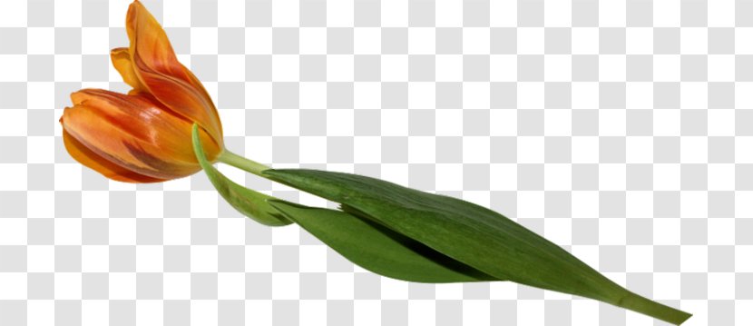 The Tulip: Story Of A Flower That Has Made Men Mad Plant Liliaceae - Lakeside Transparent PNG