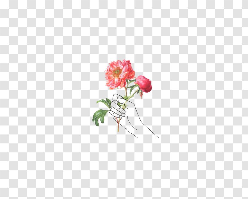 Drawing Illustration Image Rose Sketch Transparent PNG