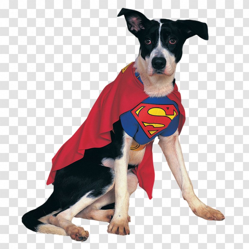 Clark Kent Batman Robin Dog Cat - Costume Party - Superman Puppy Clothing Transparent PNG