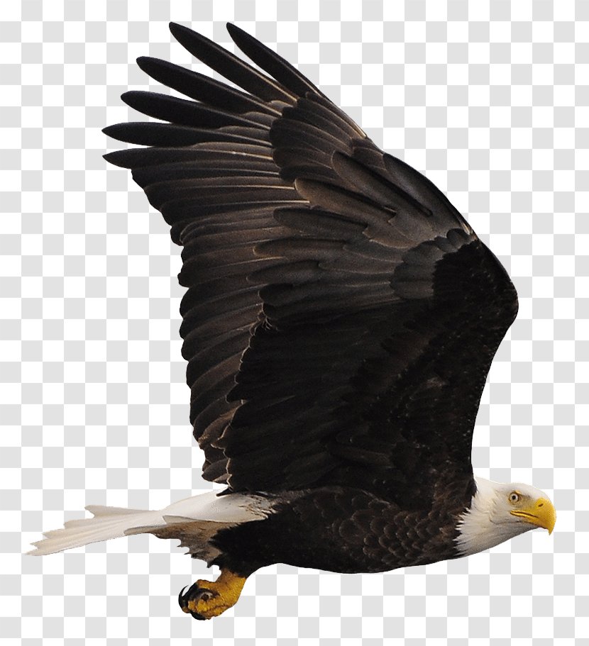 Bald Eagle Buzzard Hawk Vulture - Wine Transparent PNG