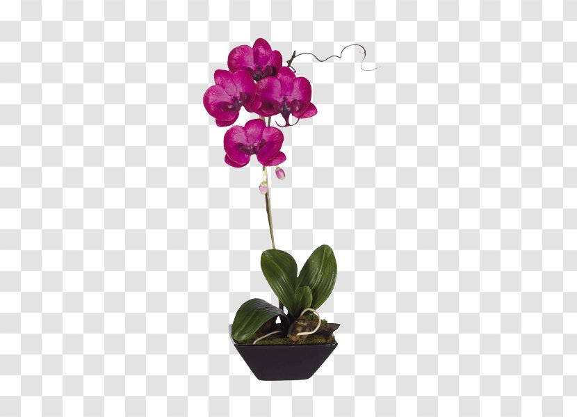 Moth Orchids Flowerpot Dendrobium - Purple - Flower Transparent PNG