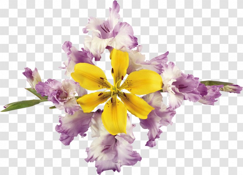 .li .de Lilium Flower .ru - Floristry - Gladiolus Transparent PNG