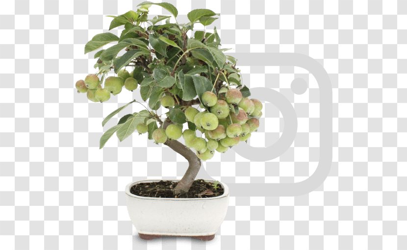 Chinese Sweet Plum Flowerpot Tree Sageretia - Plant Transparent PNG