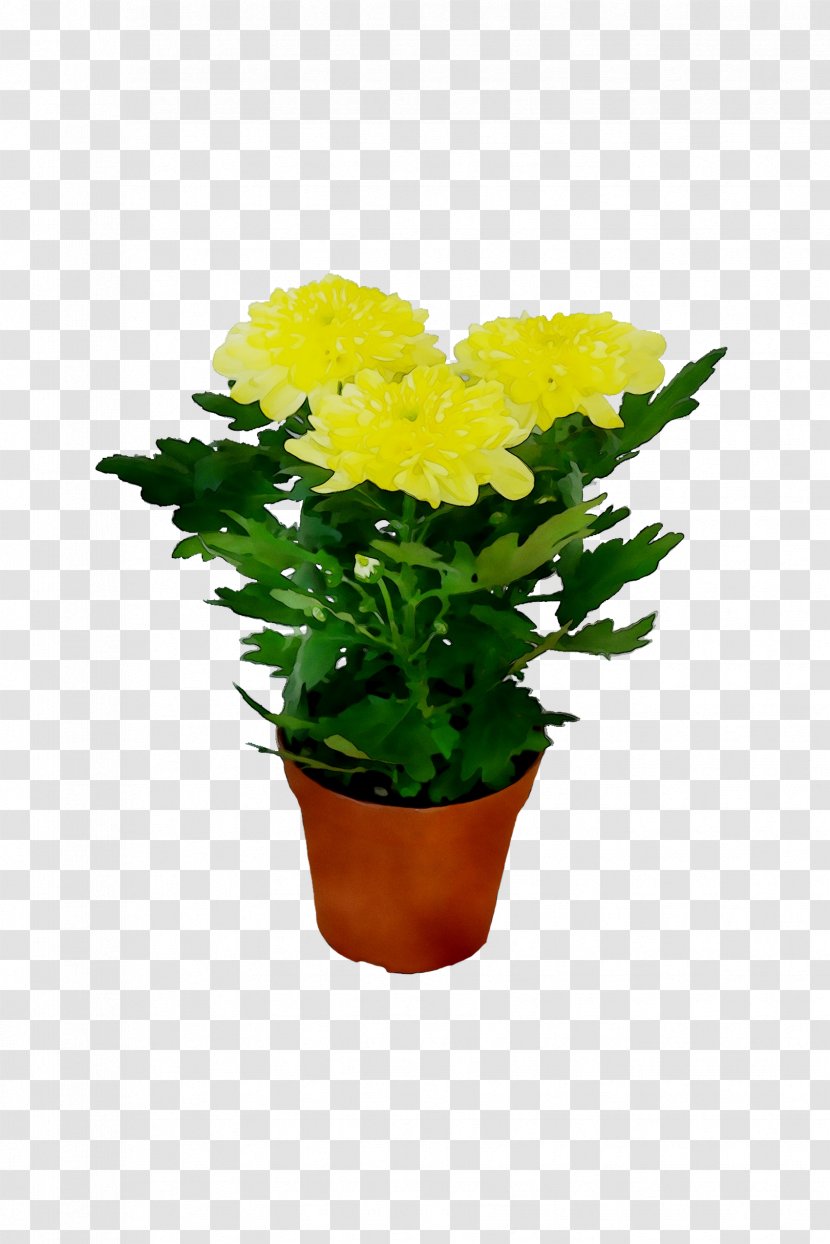 Chrysanthemum Flowerpot Herbaceous Plant Annual Cut Flowers - Stem Transparent PNG