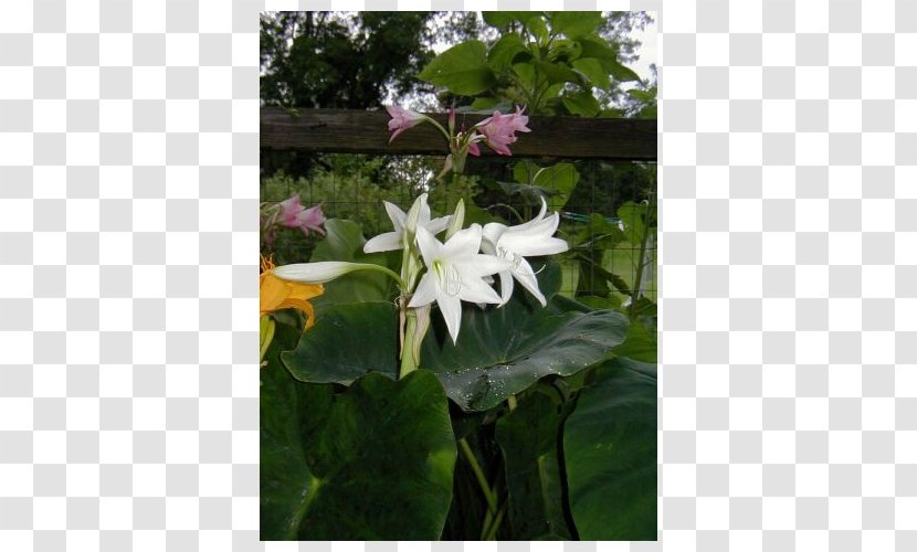 Daturas - Flower - Peruvian Lily Transparent PNG