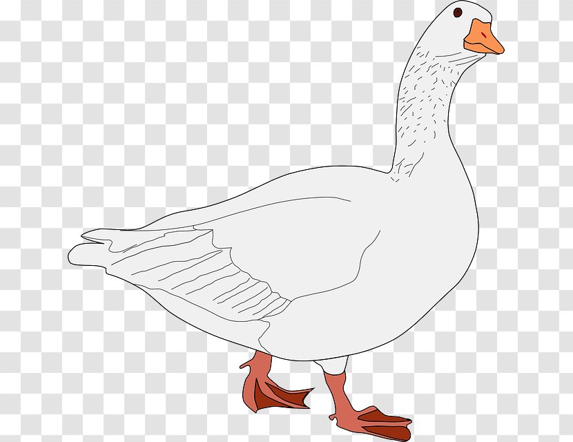 Canada Goose Clip Art Water Bird Snow - Ducks Geese And Swans - Gosling Transparent PNG