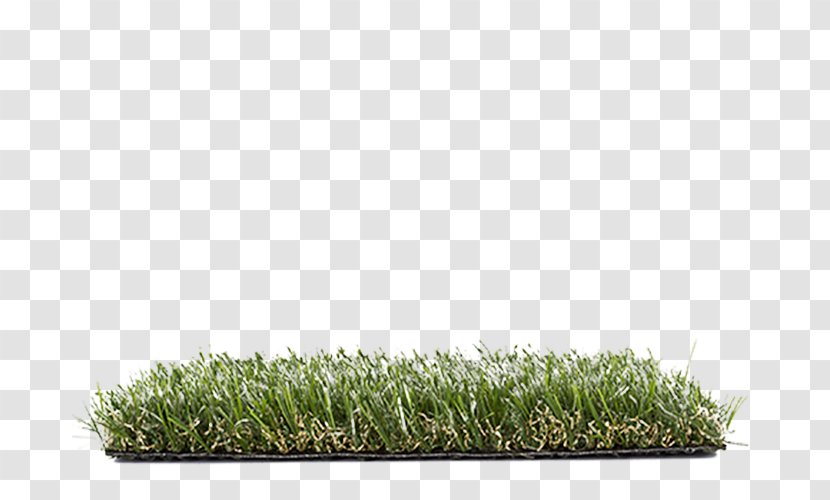 Lawn Grasses Family - Grass Transparent PNG