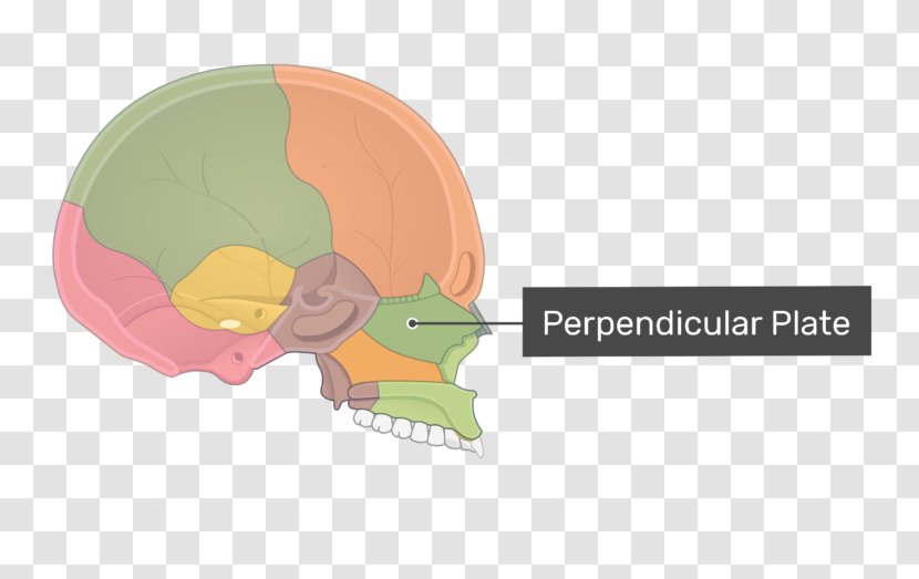 Perpendicular Plate Of Ethmoid Bone Cribriform Anatomy - Flower - Skull Transparent PNG
