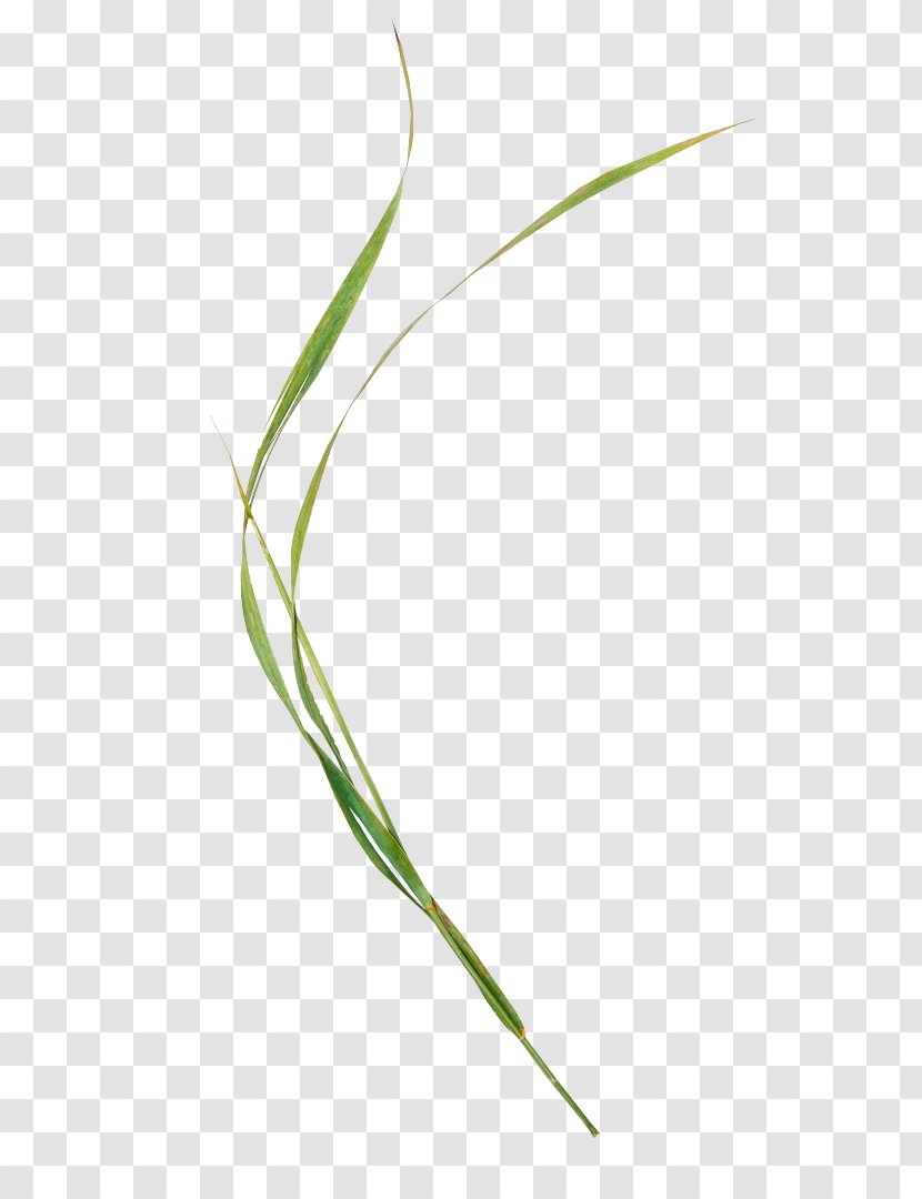 Sweet Grass Plant Stem Leaf Line Grasses Transparent PNG