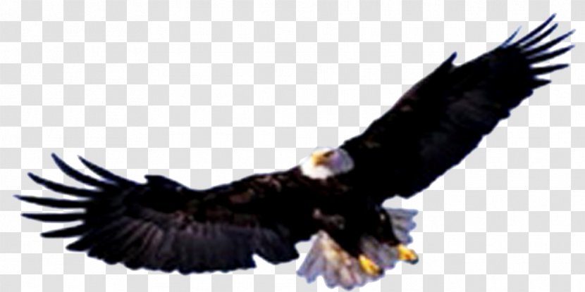 Bald Eagle Jalan Rajawali Timur Gold Bird Geevv Transparent PNG