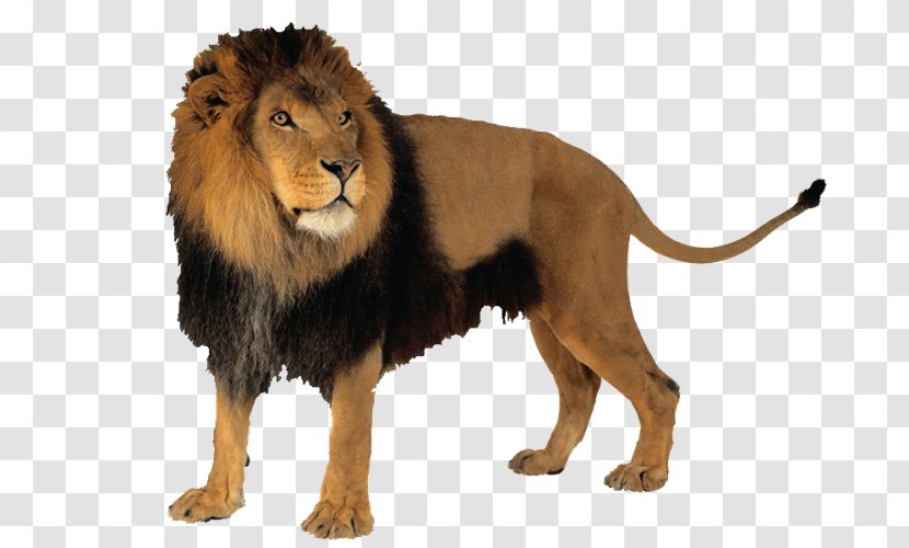 Lion Felidae - Carnivoran Transparent PNG