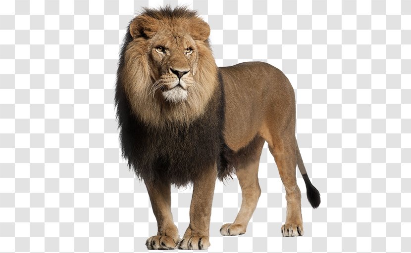 Lion Stock Photography Roar Image Big Cat - Masai Transparent PNG