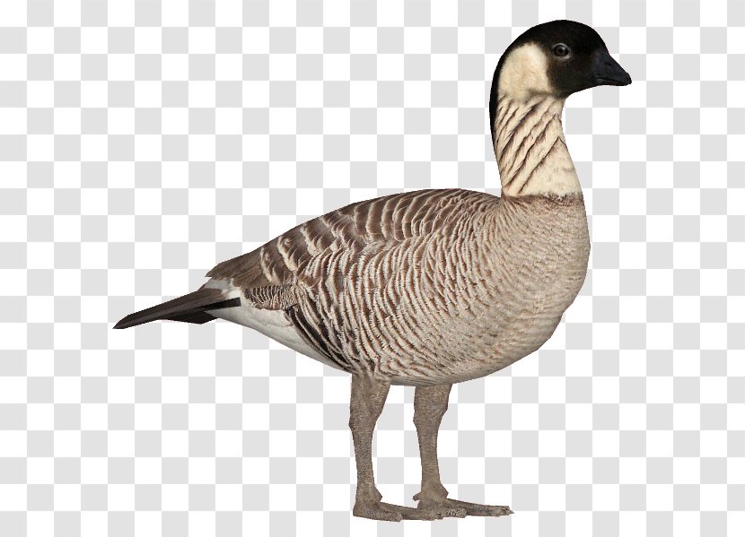 Duck Cartoon - Fowl - Livestock Wildlife Transparent PNG