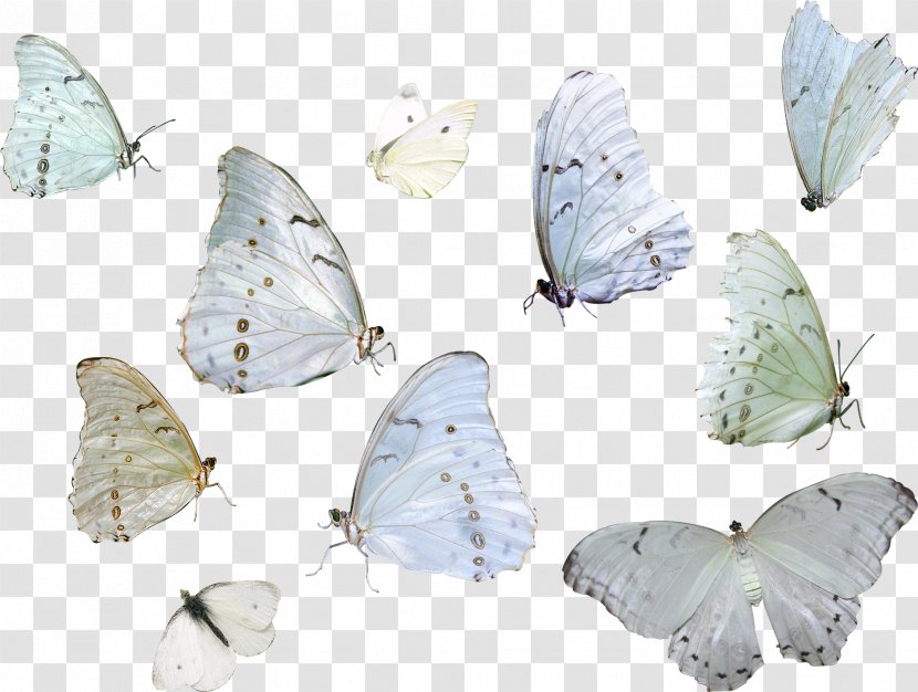 Butterfly Insect Moth Animal - Invertebrate - Blue Transparent PNG