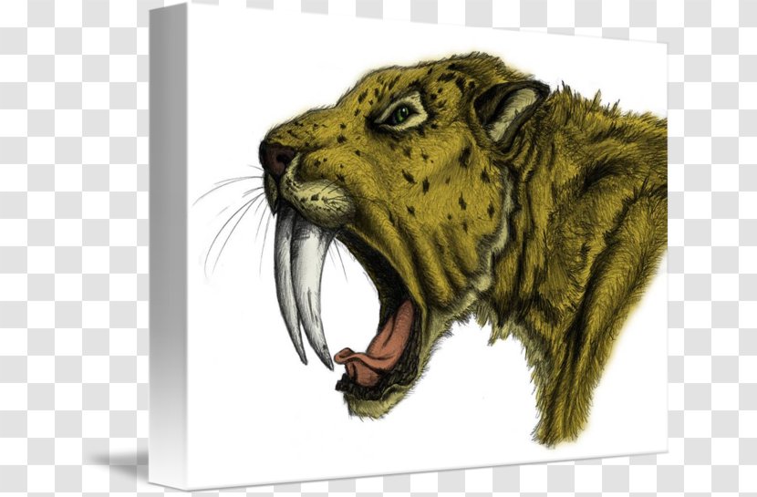 Saber-toothed Tiger Wildlife Drawing Cat - Fauna - Sabertoothed Transparent PNG