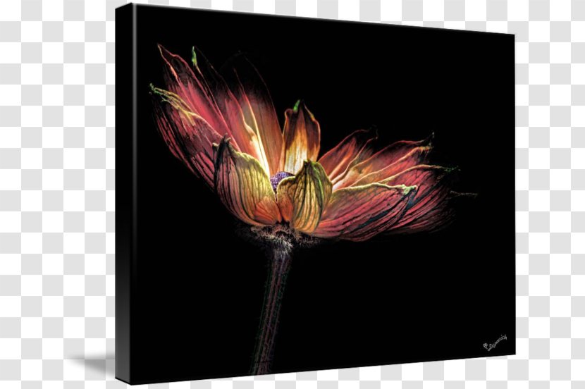 Tulip Modern Art Desktop Wallpaper Petal - Computer Transparent PNG