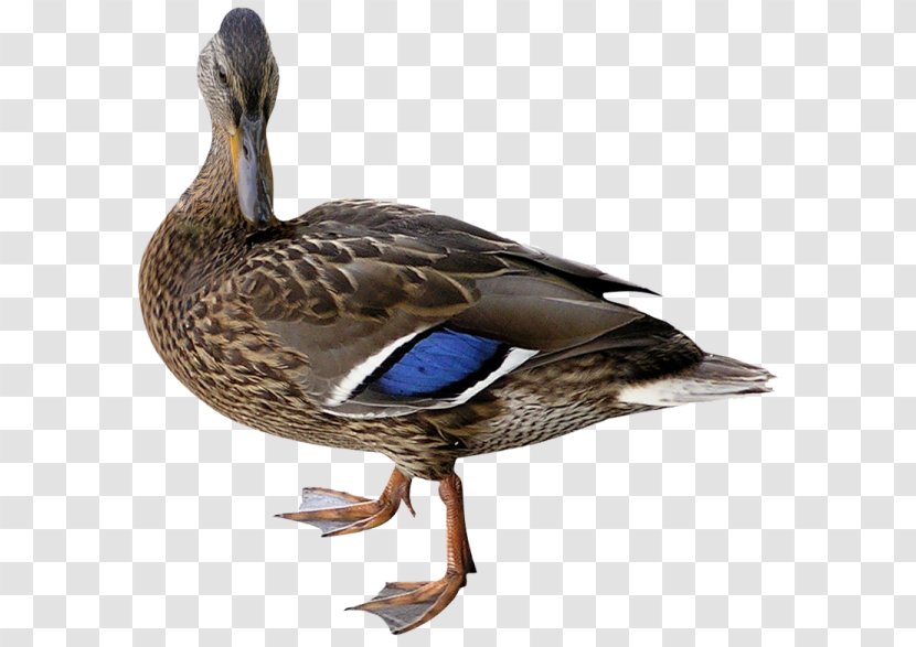 Mallard Duck Bird Cygnini - Ducks Geese And Swans Transparent PNG