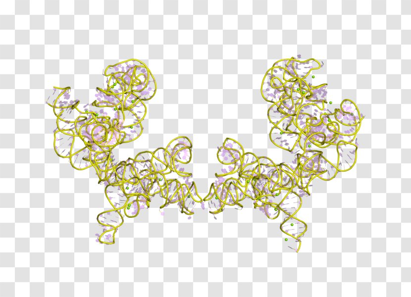 Group I Catalytic Intron Ribozyme RNA Splicing Tetrahymena - Body Jewelry - Active Site Transparent PNG