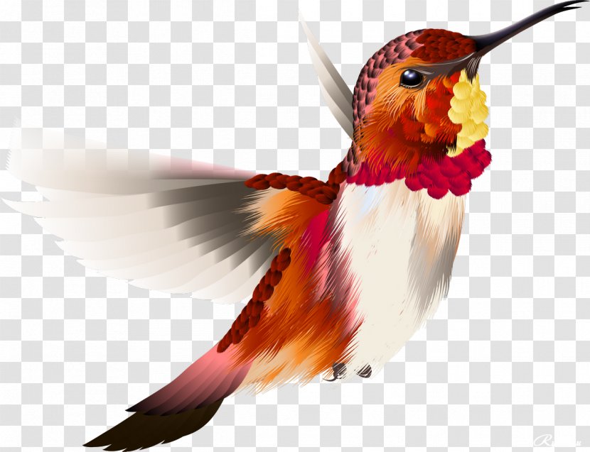 Hummingbird - Beak - Birds Transparent PNG