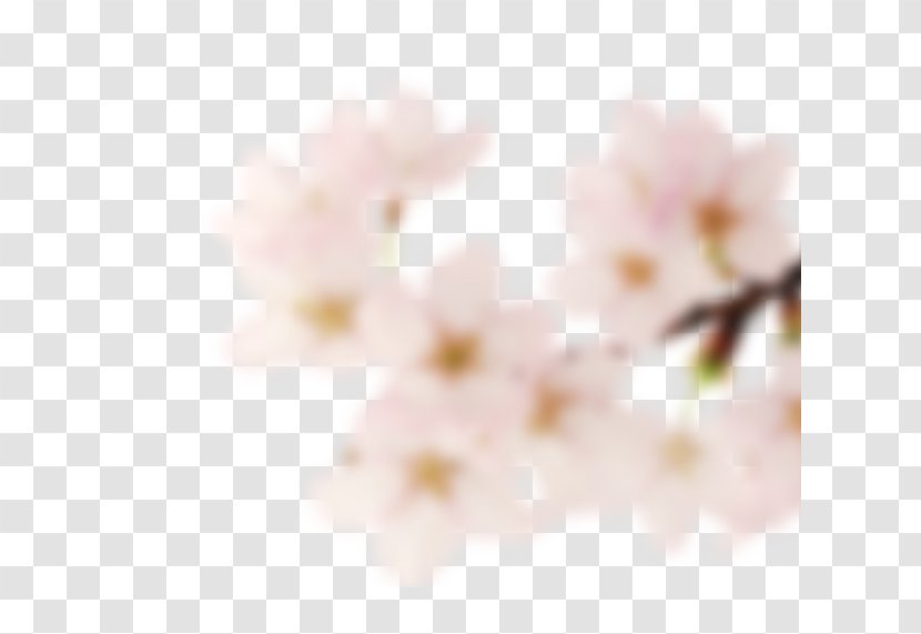 Cherry Blossom ST.AU.150 MIN.V.UNC.NR AD Close-up Pink M - Spring Transparent PNG