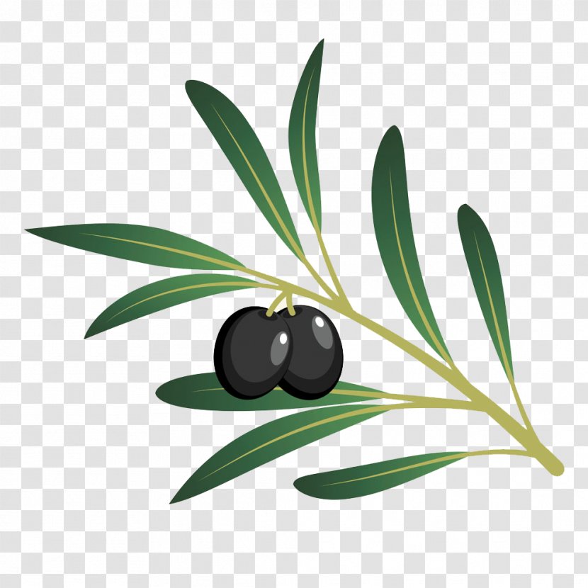 Olive Oil Cartoon - Black Olives Transparent PNG