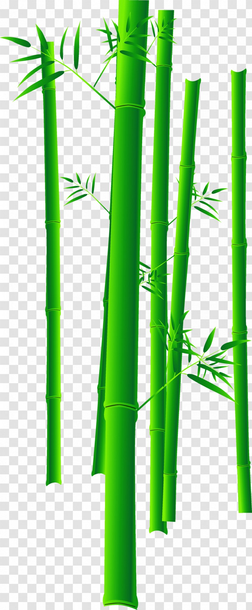 Bamboo Bamboe Euclidean Vector - Grass Family - Green Transparent PNG