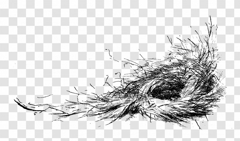 Bird Nest Drawing - Twig Transparent PNG