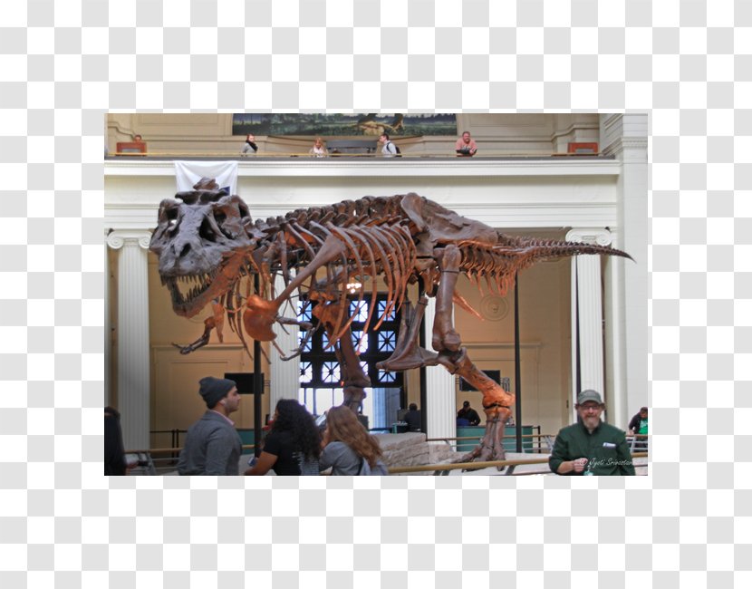 Tyrannosaurus Field Museum Of Natural History Sue Dinosaur Transparent PNG