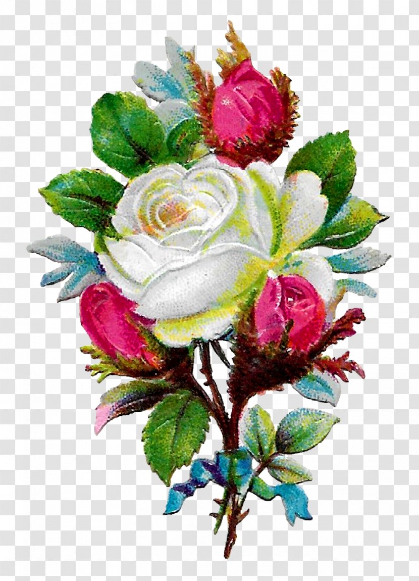 Garden Roses Floral Design Cabbage Rose Cut Flowers - Lace - Flower Transparent PNG