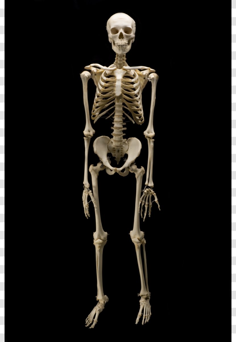 Homo Sapiens Naledi Chimpanzee Bone Human Skeleton - Silhouette Transparent PNG