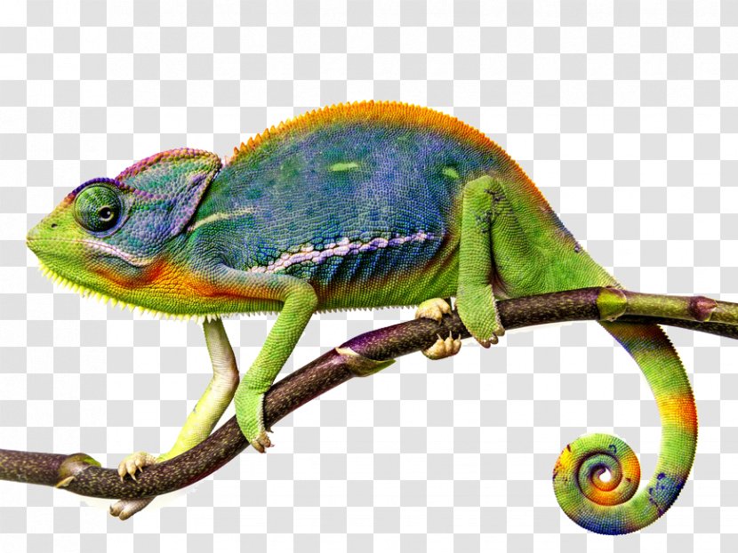 Chameleons Lizard Reptile Animal - Karma Chameleon Transparent PNG