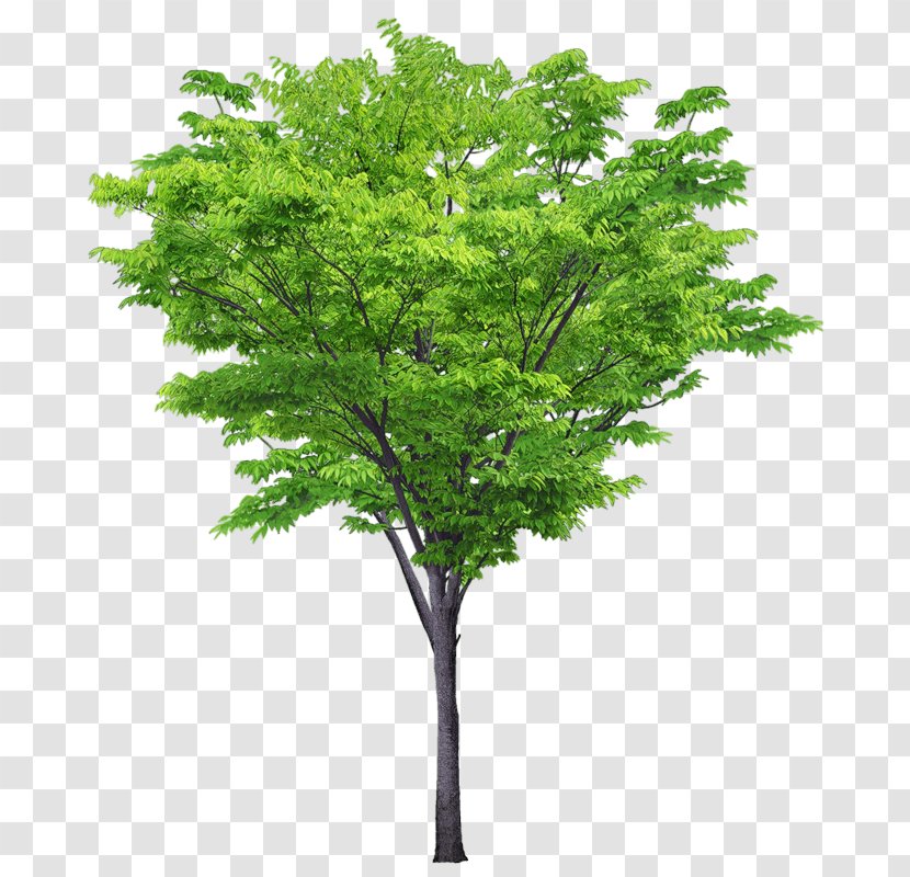 Tree Plant Shrub Transparent PNG