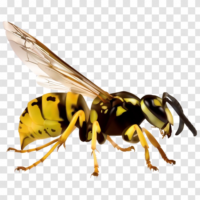 Japanese Giant Hornet European Vespa Simillima Clip Art - Cartoon Insect Wasp Transparent PNG