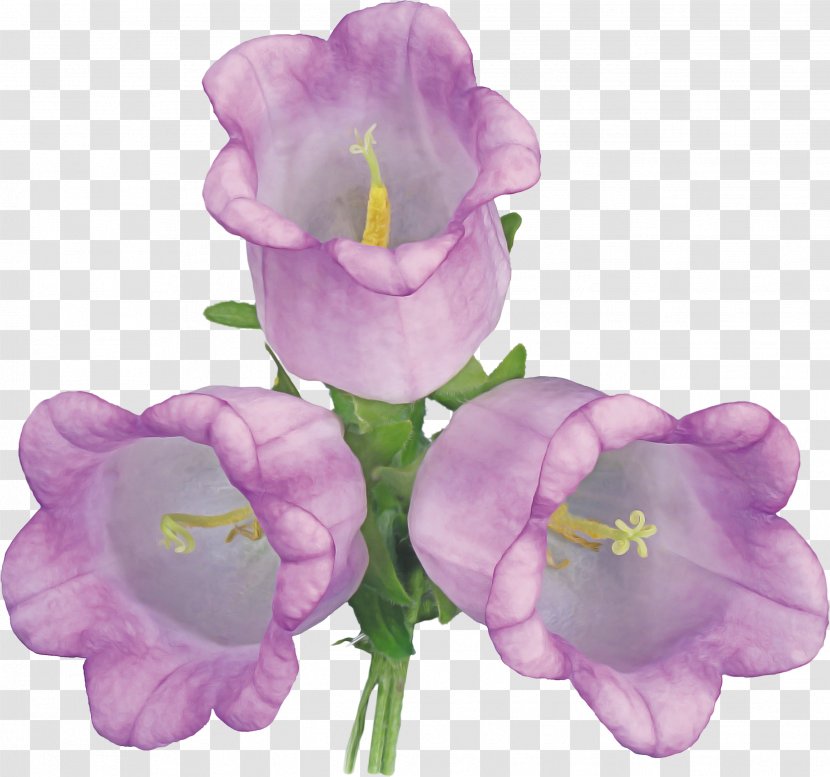 Lavender - Cut Flowers - Flowering Plant Transparent PNG