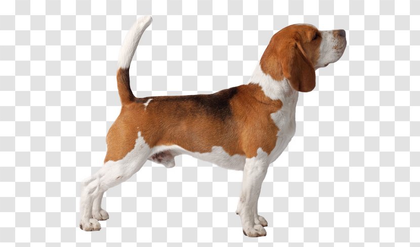 Beagle-Harrier English Foxhound Grand Anglo-Français Tricolore American - Dog Like Mammal - Droopy Transparent PNG