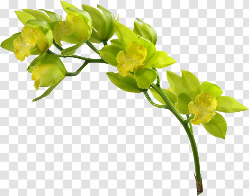 Photography Animaatio Flower Clip Art - Plant Stem - Blossoms Transparent PNG
