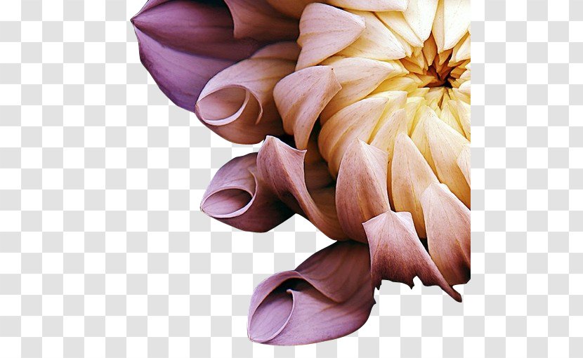Photography Flower Photographer Art - Fine - Chrysanthemum Transparent PNG