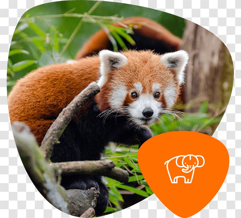 Red Panda Giant Endangered Species Bird Planckendael Transparent PNG