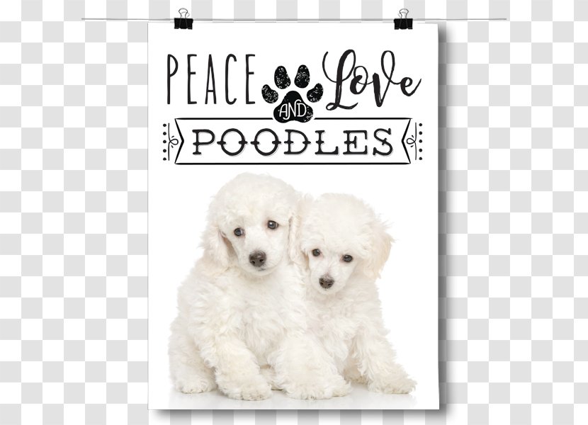 Miniature Poodle Toy Maltese Dog Puppy Transparent PNG