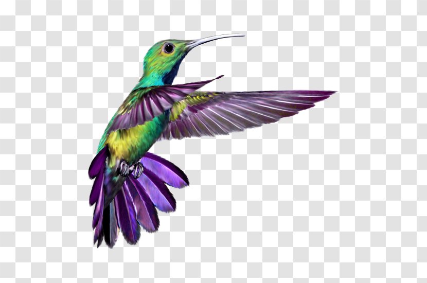 Hummingbird Wings 2 Tattoo T-shirt - Beak - Purple Feathers And Birds Transparent PNG