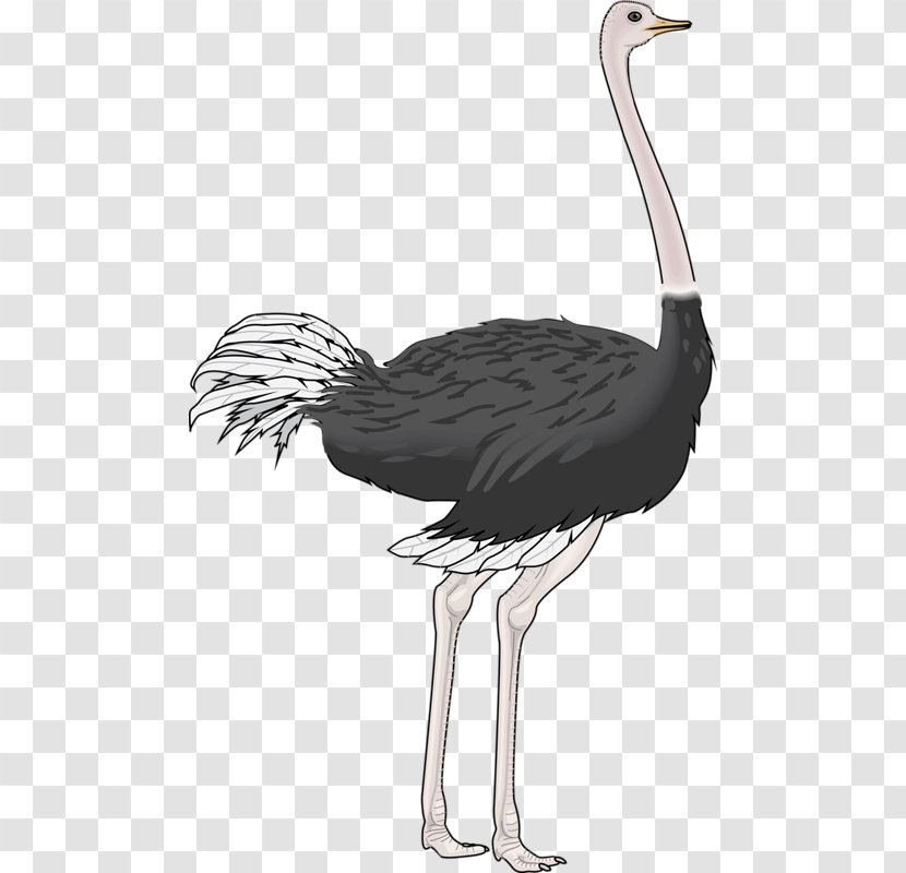 Common Ostrich Bird Drawing Clip Art - Black And White - Hand-painted Transparent PNG