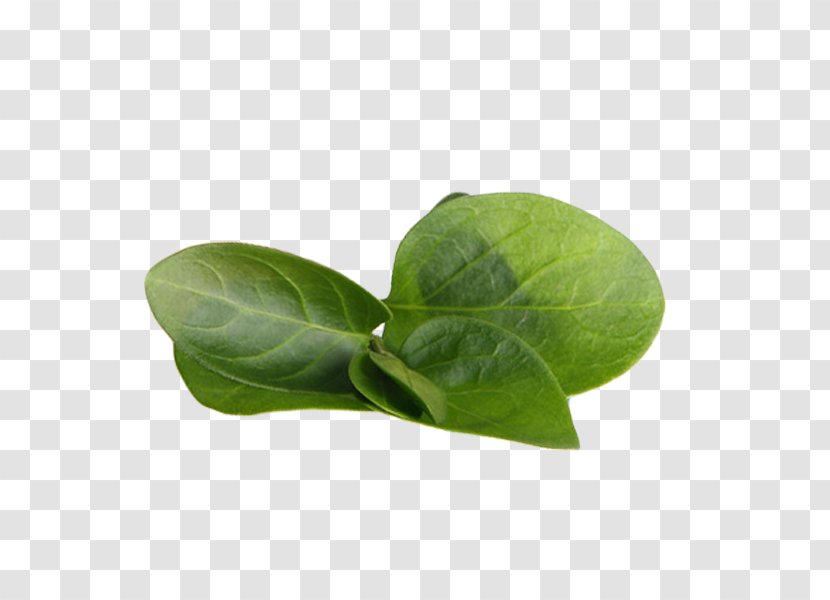 Green Tea Matcha Leaf - Puer - Leaves Transparent PNG