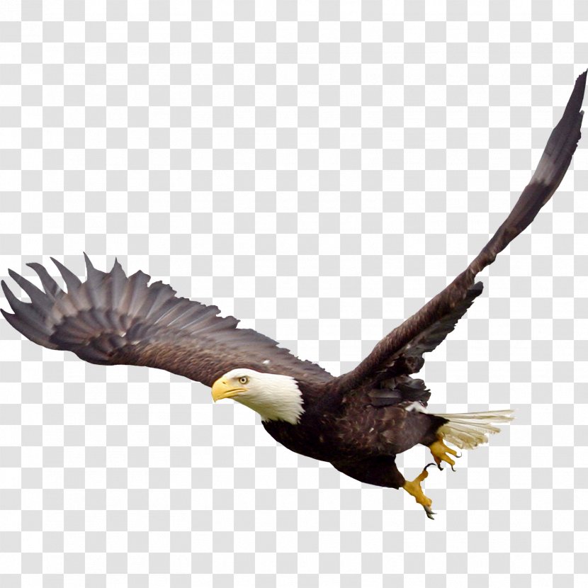 Bald Eagle Fauna Beak Wildlife - Golden - Image Transparent PNG