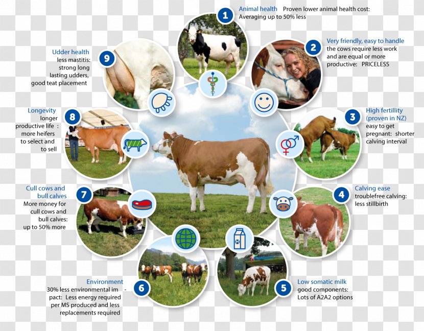 Simmental Cattle Genetics Breeding Program Food - Advertising - Calf Transparent PNG