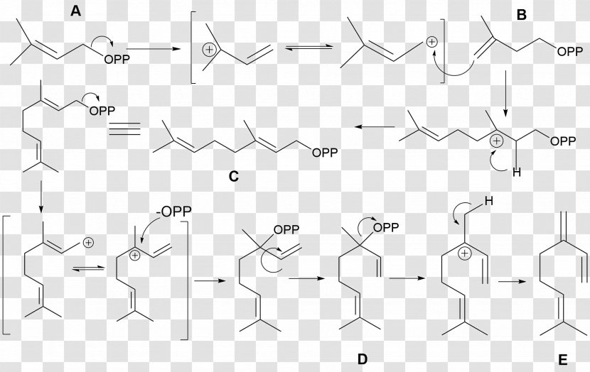 Myrcene Dimethylallyl Pyrophosphate Geranyl Monoterpene Diene - Rectangle - Auto Part Transparent PNG