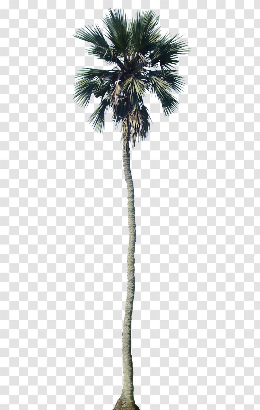 Arecaceae California Palm Tree Dypsis Decaryi - Drawing - Tropical Trees Transparent PNG