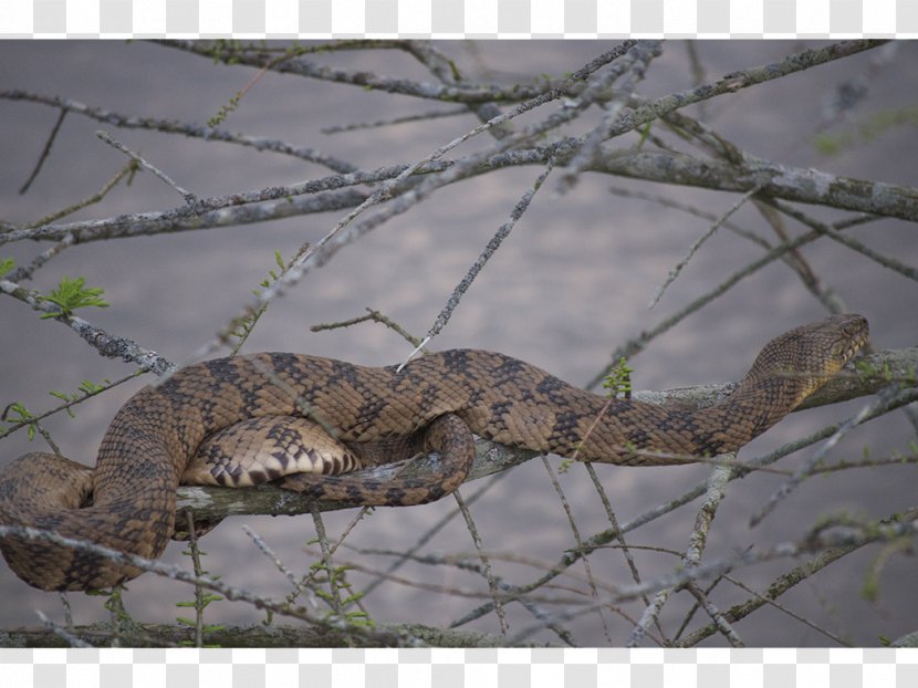 Snake Alligator Crocodile Animal Massasauga - Wiktionary Transparent PNG